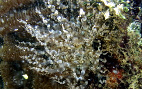 Corkscrew Sea Anemone - Bartholomea annulata