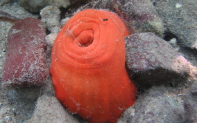 Giant Sea Anemone - Condylactus gigantea