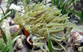 Giant Sea Anemone - Condylactus gigantea