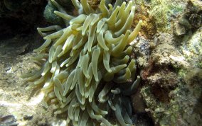 Giant Sea Anemone - Condylactus gigantea