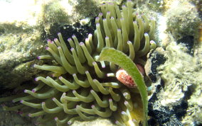 Giant Sea Anemone - Condylactus gigantea