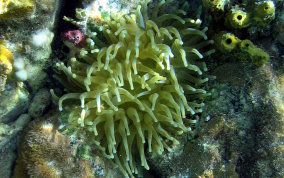 Giant Sea Anemone - Condylactus gigantea