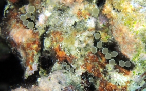 Hidden Anemone - Lebrunia coralligens