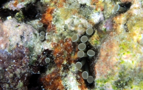 Hidden Anemone - Lebrunia coralligens