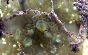 Mangrove Upsidedown Jellyfish - Cassiopea xamachana