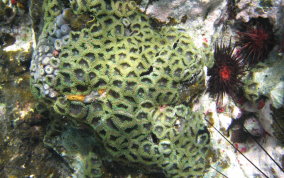 Mat Zoanthid - Zoanthus sp.