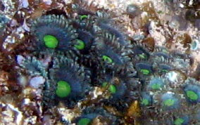 Mat Zoanthid - Zoanthus pulchellus