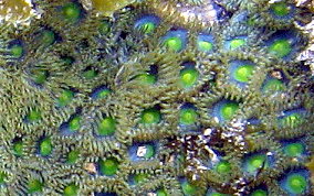 Mat Zoanthid - Zoanthus pulchellus