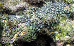 Mat Zoanthid - Zoanthus pulchellus