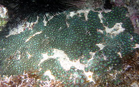 Mat Zoanthid - Zoanthus pulchellus