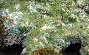 Mat Zoanthid - Zoanthus pulchellus