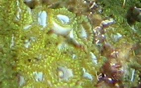 Mat Zoanthid - Zoanthus pulchellus