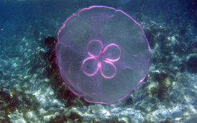 Moon Jellyfish - Aurelia aurita