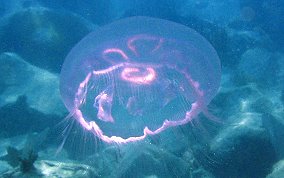 Moon Jellyfish - Aurelia aurita