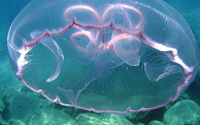 Moon Jellyfish - Aurelia aurita