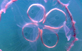 Moon Jellyfish - Aurelia aurita