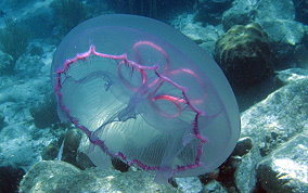 Moon Jellyfish - Aurelia aurita