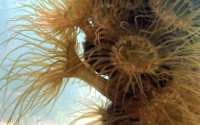 Pale Anemone - Aiptasia tagetes