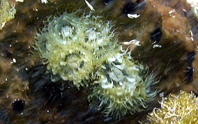 Sponge sea anemone