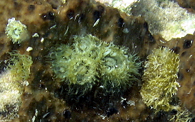 Sponge sea anemone