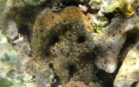 Sponge Zoanthid