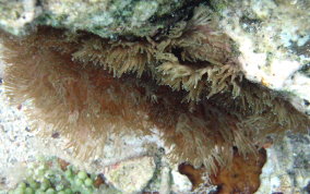 Stinging Sea Anemone - Lebrunia danae