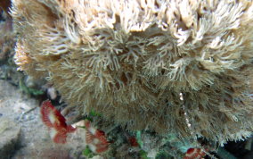 Stinging Sea Anemone - Lebrunia danae