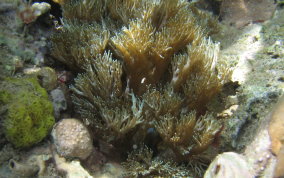 Stinging Sea Anemone - Lebrunia danae