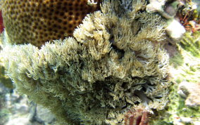 Stinging Sea Anemone - Lebrunia danae