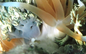 Stinging Sea Anemone - Lebrunia danae