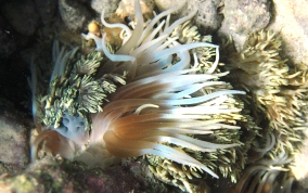 Stinging Sea Anemone - Lebrunia danae