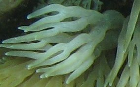 Stinging Sea Anemone - Lebrunia danae