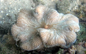 Sun Anemone - Stichodactyla helianthus