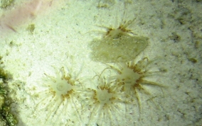 Tube Dwelling Anemone - Ceriantharia sp.