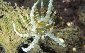 Turtle Grass Anemone - Viatrix globulifera