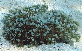 Upsidedown Jellyfish - Cassiopia frondosa 