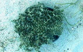 Upsidedown Jellyfish - Cassiopia frondosa 