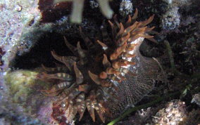 Red Warty Sea Anemone - Bunodosoma granulifera 