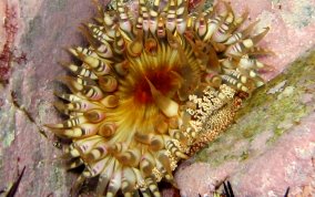 Red Warty Sea Anemone - Bunodosoma granulifera 