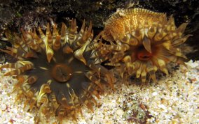 Red Warty Sea Anemone - Bunodosoma granulifera 