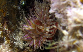 Red Warty Sea Anemone - Bunodosoma granulifera 