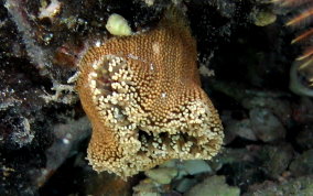 American Warty Anemone - Bunodosoma cavernata