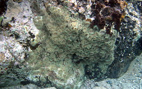 St. Thomas False Coral Corallomorph - Discosoma sanctithomae