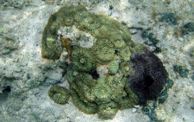 St. Thomas False Coral Corallomorph - Discosoma sanctithomae