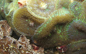 St. Thomas False Coral Corallomorph - Discosoma sanctithomae