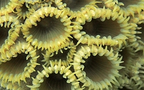 White Encrusting Zoanthid - Palythoa caribaeorum 