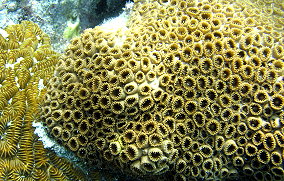 White Encrusting Zoanthid - Palythoa caribaeorum 