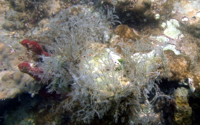 White Stinging Hydroid - Macrorhynchia philippia