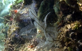 White Stinging Hydroid - Macrorhynchia philippia