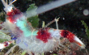 Banded Coral Shrimp - Stenopus hispidus